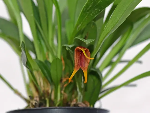 Masdevallia demissa (Masdevallia)