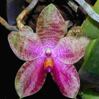 Phalaenopsis gigantea X bellina