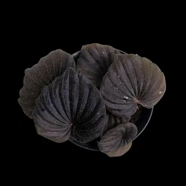 Nervilia plicata 'purple'