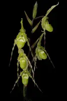 Phragmipedium richteri