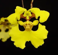 Tolumnia guianensis