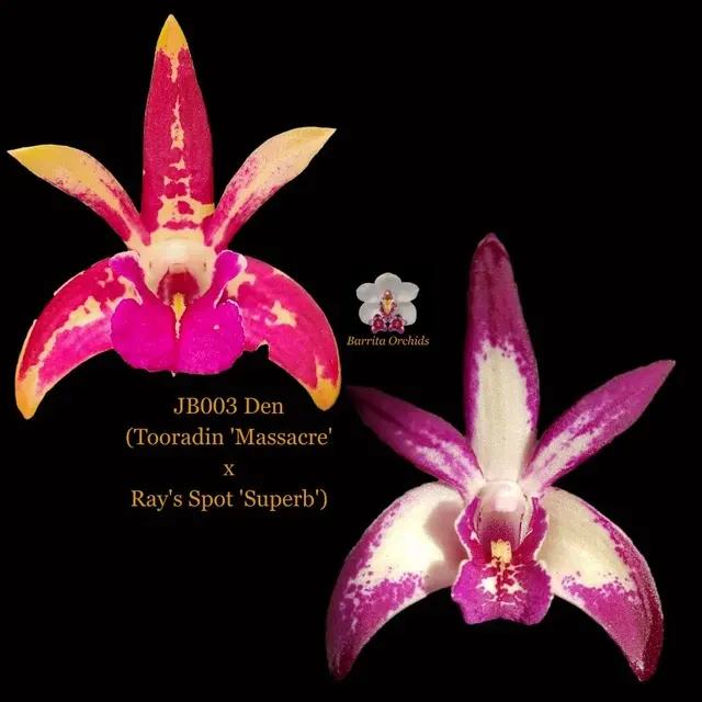 Dendrobium Orchid Seedling. JB003 'Massacre'