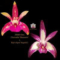 Dendrobium Orchid Seedling. JB003 (Tooradin 'Massacre' x Ray's Spot 'Superb')