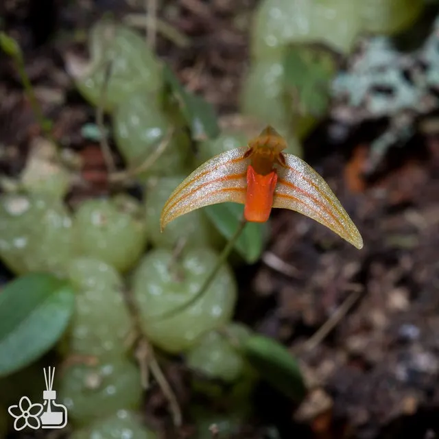 Bulbophyllum didymotripis