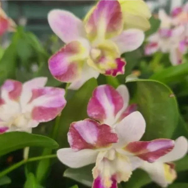 Dendrobium Orchid King Dragon Red Pink