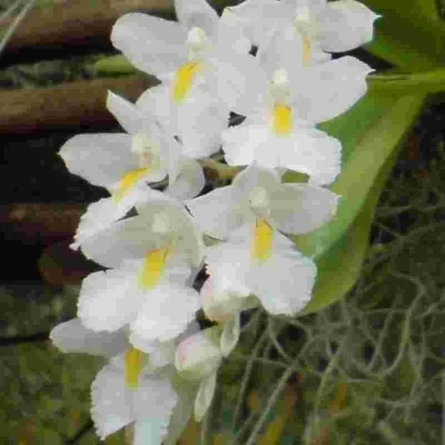 Rodriguezia venusta sp (Rodriguezia)