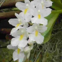 Rodriguezia venusta sp.