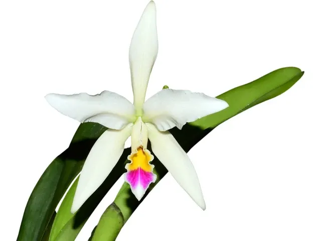 Cattleya Betsy Portilla (Cattleya)