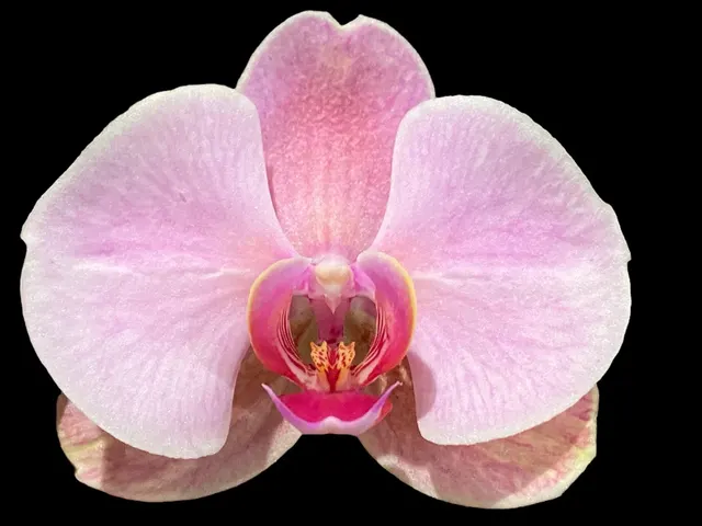 Phalaenopsis Phoenix City
