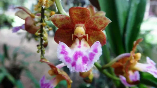 Vanda flabellata (Vanda)