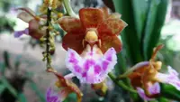 Vanda flabellata