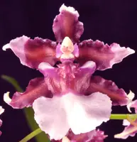 Oncidium Heaven Scent 'Redolence'