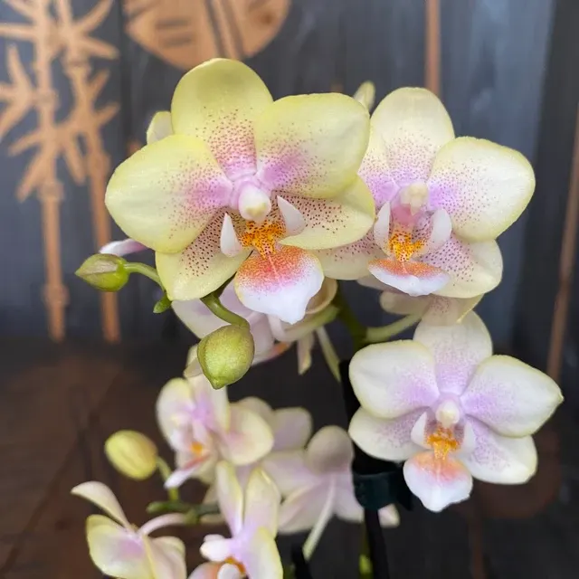 Phalaenopsis Martina Parfumata