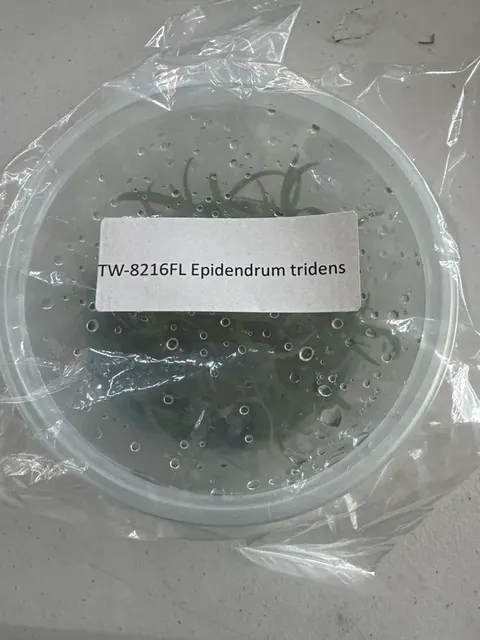 Epidendrum tridens (Epidendrum)