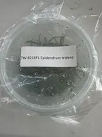 FLASK Epidendrum tridens