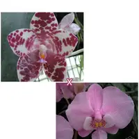 Phal. gigantea 'Jumbo Orchids' × schilleriana 'Wandan', Mature Size, FREE Shipping (B3)