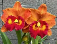 Rlc. Nakornchaisri Delight ‘#5’