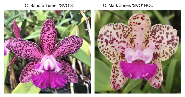 Cattleya Sandra Turner 'Dark Pink' x Mark Jones 'SVO'