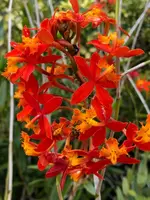Epidendrum Radicans Orange Orchids - 2 Live Cuttings for Ground or Pot, Vibrant Tropical Flowers