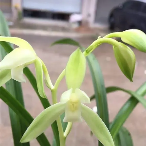 Cymbidium ensifolium 'Jin Si Ma Wei Zhua'