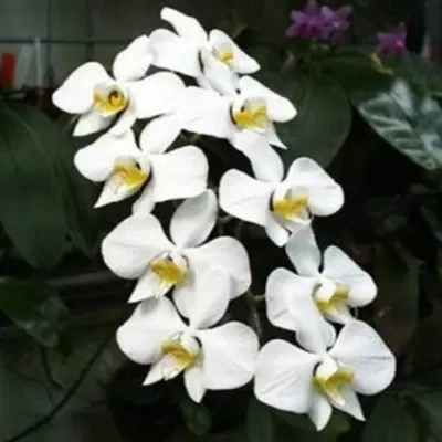 Phalaenopsis amabilis sp (Phalaenopsis)