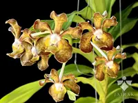 Vanda brunnea 'Umphang'