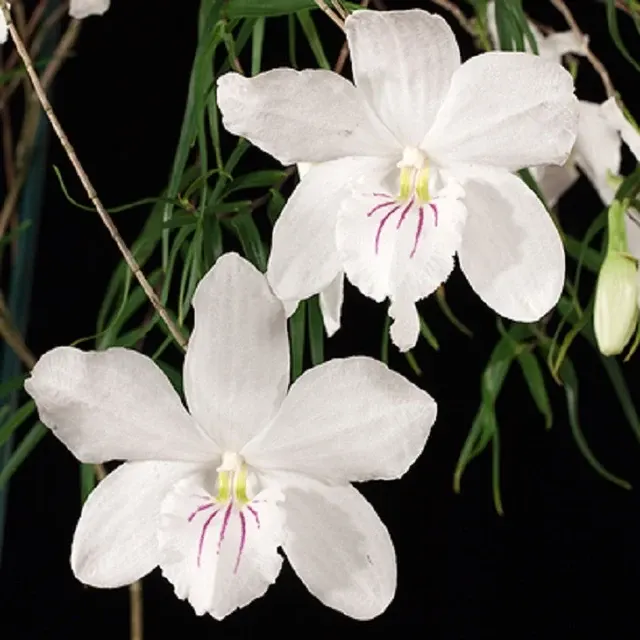 Dendrobium papilio sp (Dendrobium)