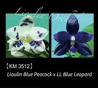 Phal. Lioulin Blue Peacock x LL Blue Leopard (3512)