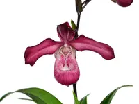 Phragmipedium Les Varines