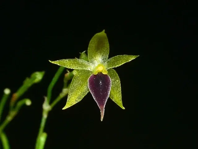 Platystele gerritseniana (Platystele)