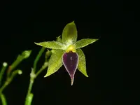 Platystele gerritseniana