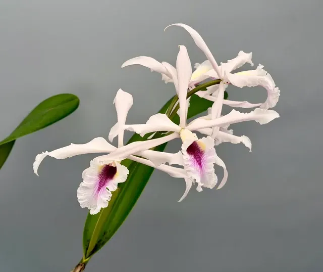 Cattleya crispa (Cattleya)