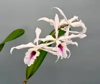 Laelia crispa semi alba