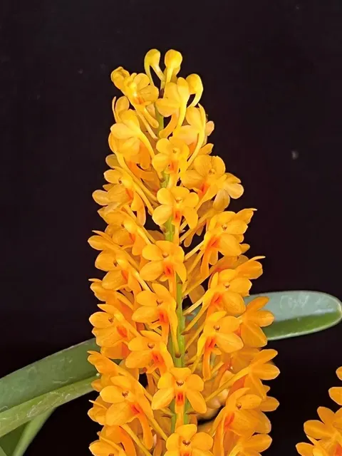 Vanda aurantiaca 'Yellow Bees' (Vanda)
