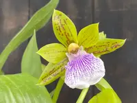Zygopetalum Sweet Jade 'Sweet Cheyenne'-In Season! — In Bud/Spike