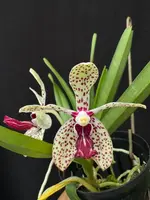 Vanda Kruger Showgirl