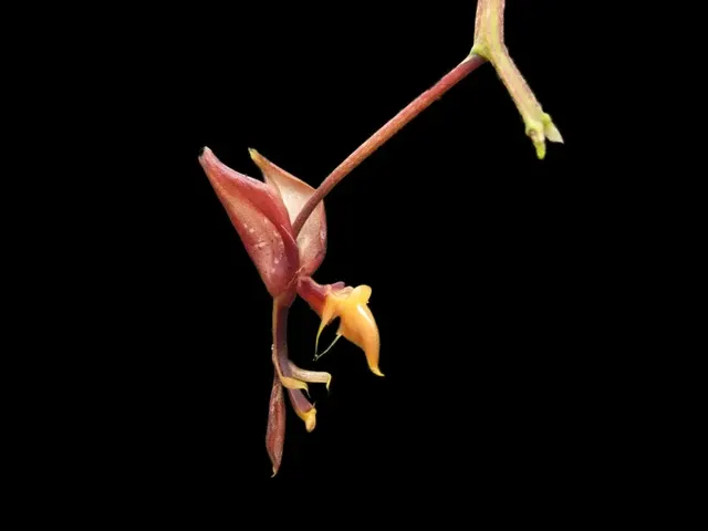 Gongora ionodesme