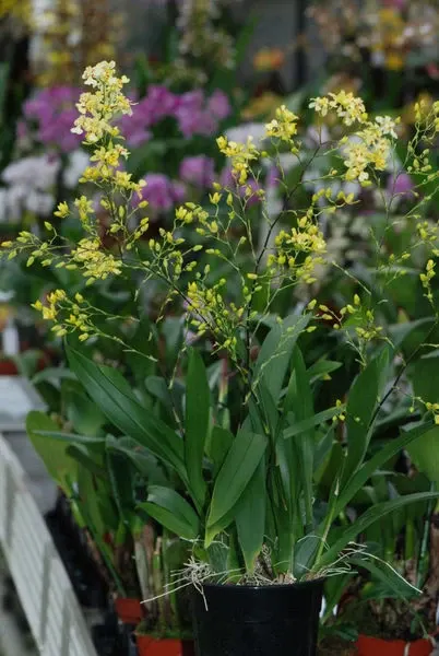 Oncidium MISAKI OBRY 'Only You'