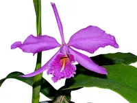 Cattleya maxima 'Macara Pepe' x 'Gigi Dream'