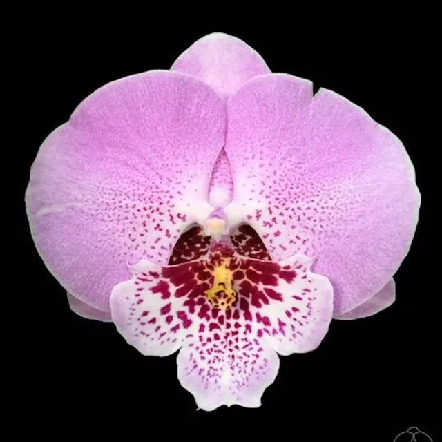 Phalaenopsis Younghome Princess - Big Lip '06116'