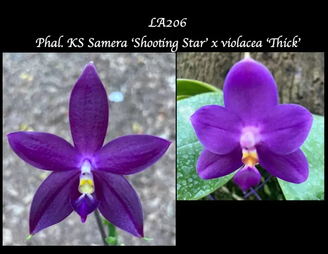 Phalaenopsis KS Samera x violacea