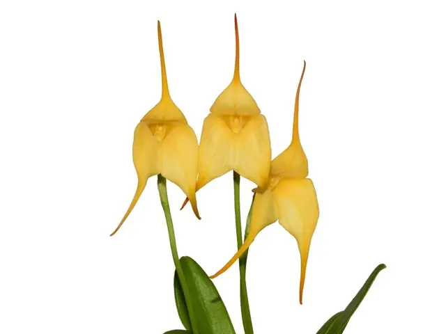 Masdevallia Bonsall Sun Shine (Masdevallia)