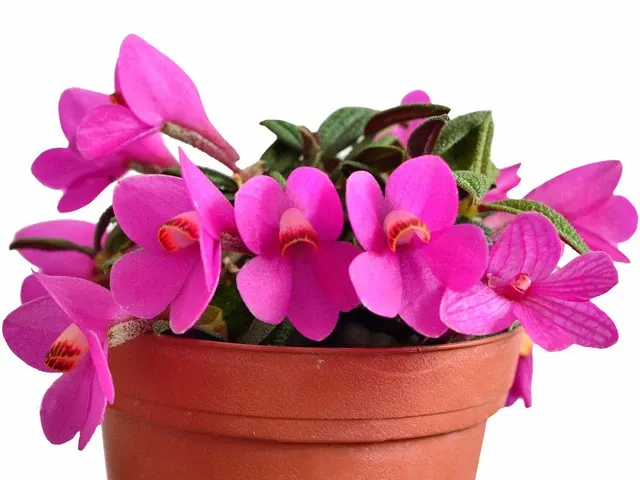Dendrobium cuthbertsonii f purple (Dendrobium)