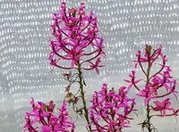 Compot: Epidendrum (elongatum x calanthum)