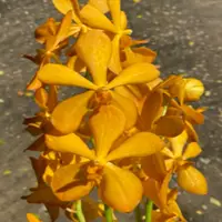 Mokara Orchid Plant Bangkhuntien - Top Cutting Small
