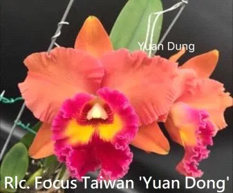 Rhyncholaeliocattleya Focus Taiwan 'Yuan Dong' (Rhyncholaeliocattleya)