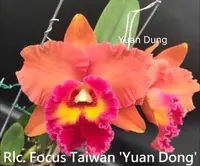 Rlc. Focus Taiwan 'Yuan Dong' (Rlc. Chunyeah x C. Tainan City) (YD047) (Hybrid) Rlc.=Rhyncholaeliocattleya