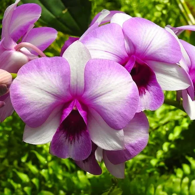 Dendrobium Burana Racha (Dendrobium)