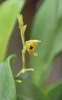 Scaphosepalum verrucosum — blühende Pflanze