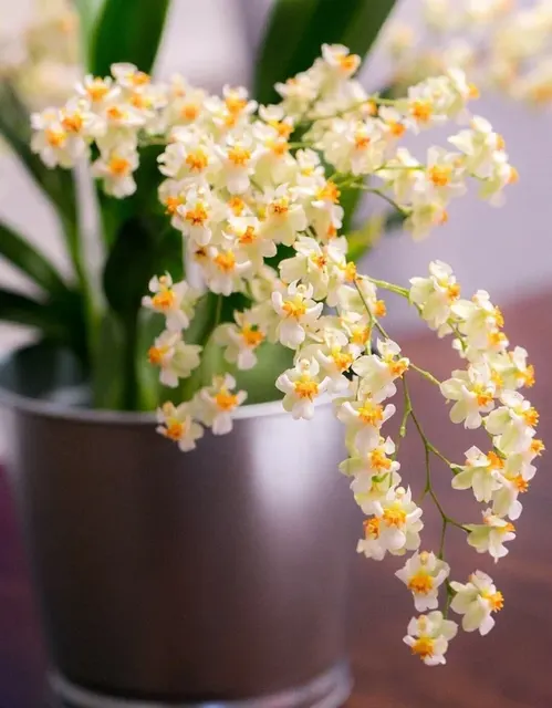 Oncidium Chian Tzy Gold Dust